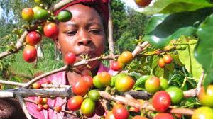 Nyeri Farming Co-op